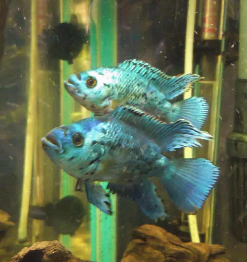 "Cichlid" for sale on eBay after being mis-sold