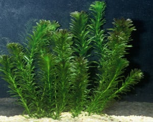 Anacharis