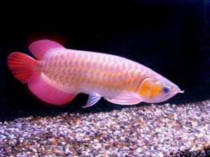 Tropical Fish Profiles | Tropical Fish Site