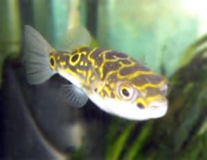 tropical fish profiles tropical