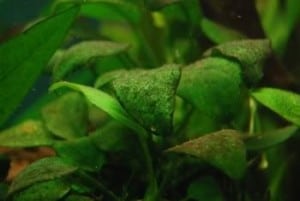 What is the brown algae in a fish tank?