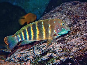 Eretmodus Cyanostictus