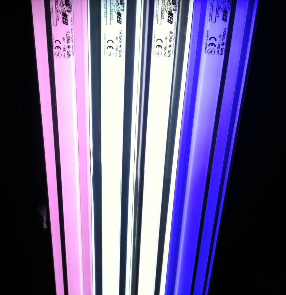 Difference Between T5 And T8 Lighting In Fish Tank Aquariums How Often Should You Replace Fish Tank Light S