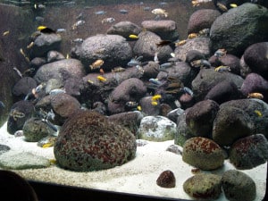 Mbuna Cichlid Display