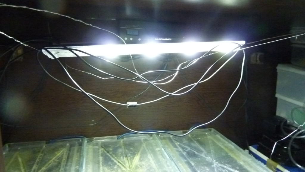 How To Set Up A Hospital Quarantine Fish Tank Tropical Fish Site