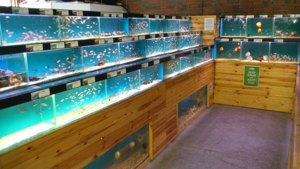 Nottingham Maidenhead Aquatics Fish Store Review Tropical Fish Site