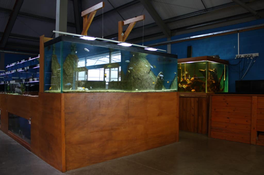 Mere Park Maidenhead Aquatics Fish Store Review Tropical Fish Site