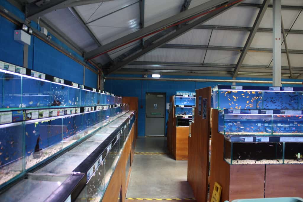 Mere Park Maidenhead Aquatics Fish Store Review Tropical Fish Site
