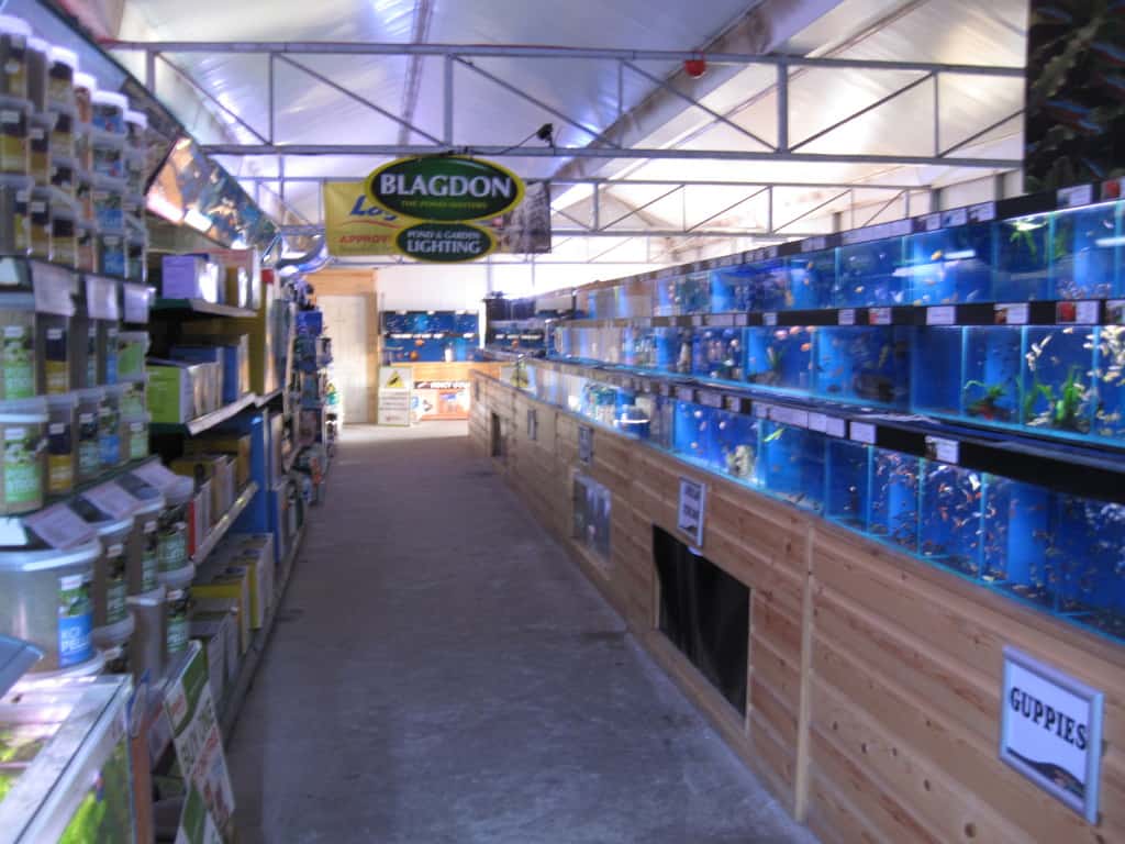 Cwmbran Maidenhead Aquatics Fish Store Review Tropical Fish Site