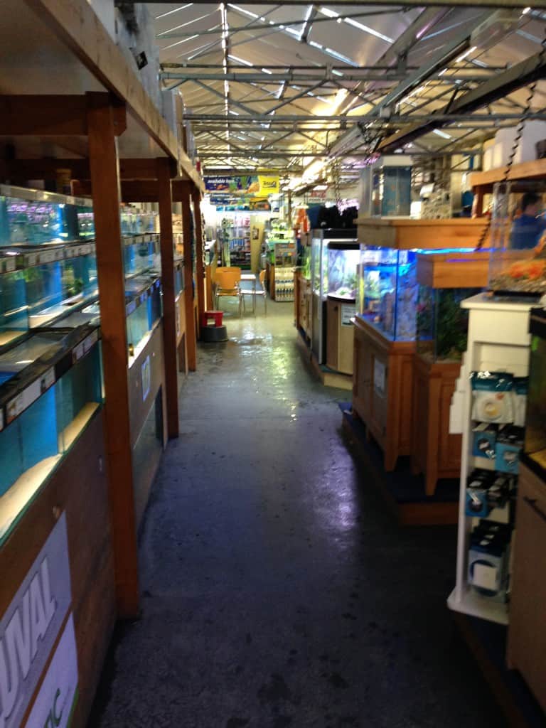 York Maidenhead Aquatics Fish Store Review Tropical Fish Site
