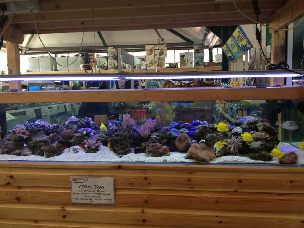 Woodbridge Maidenhead Aquatics Fish Store Review Tropical Fish Site