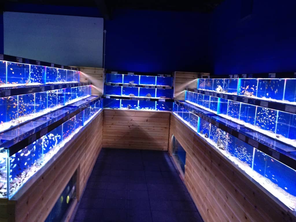 Coventry Maidenhead Aquatics Fish Store Review Tropical Fish Site