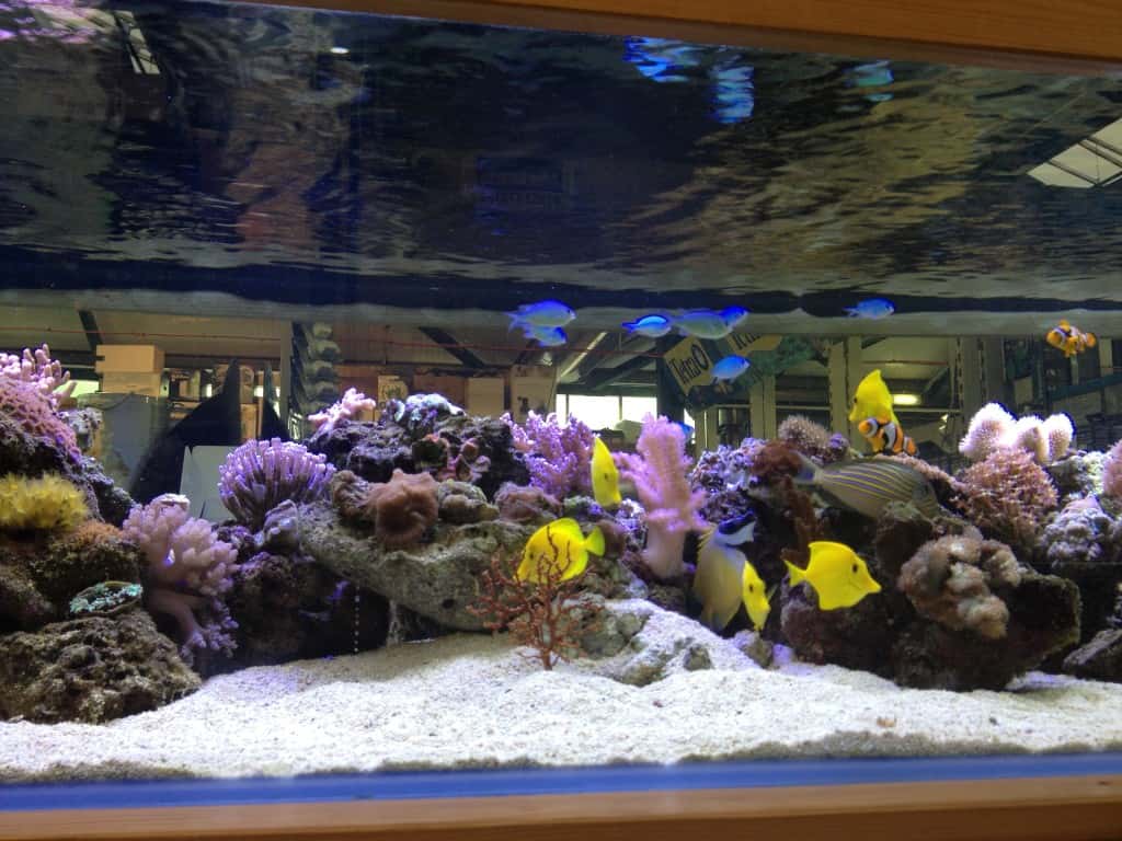 Woodbridge Maidenhead Aquatics Fish Store Review Tropical Fish Site