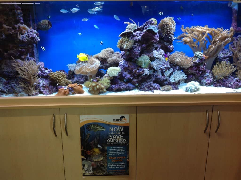 Isle Of Wight Maidenhead Aquatics Fish Store Review Tropical Fish Site