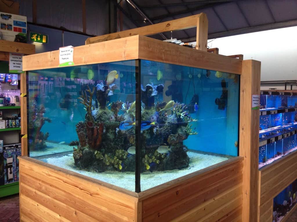 Staines Maidenhead Aquatics Fish Store Review Tropical Fish Site