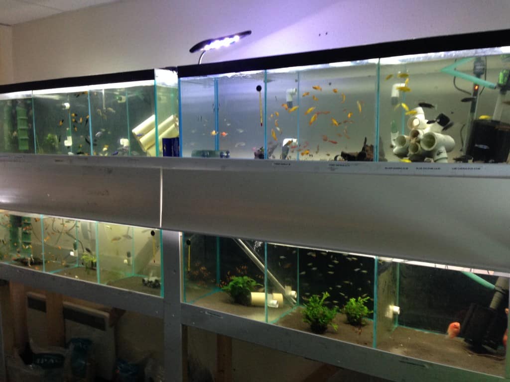 Fishcove Warrington Fish Store Review Tropical Fish Site