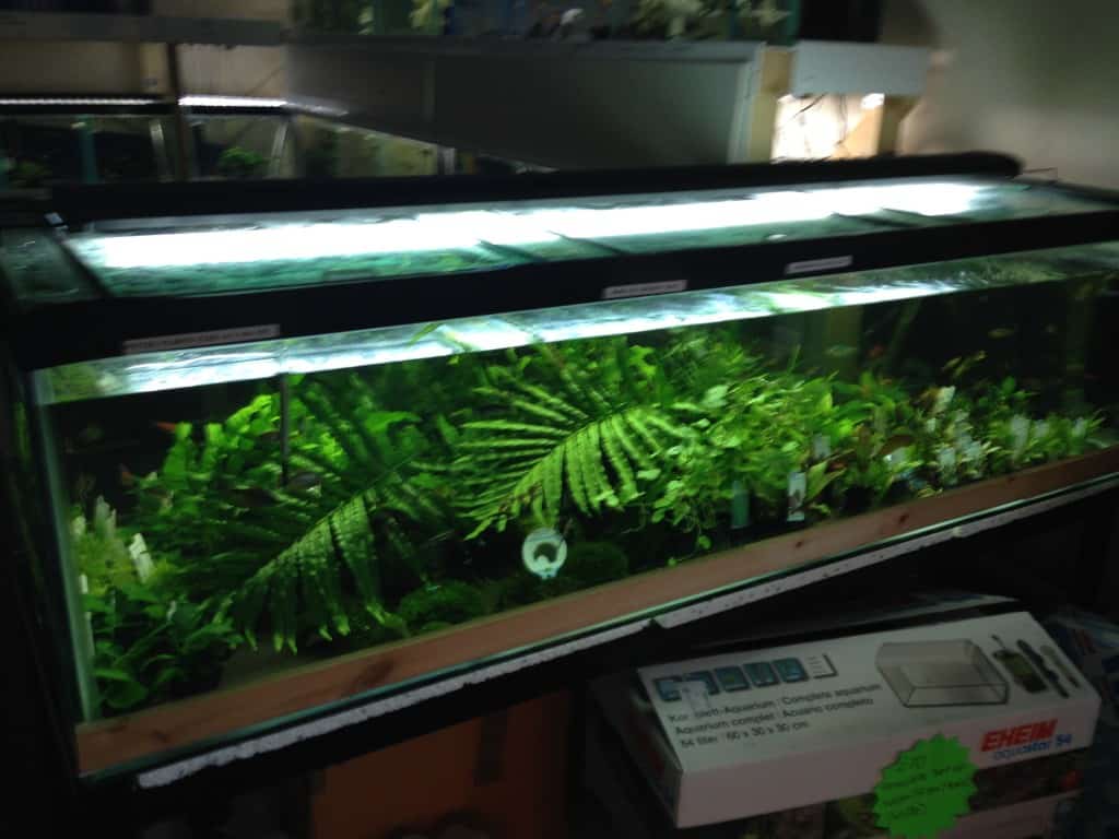 Fishcove Warrington Fish Store Review Tropical Fish Site