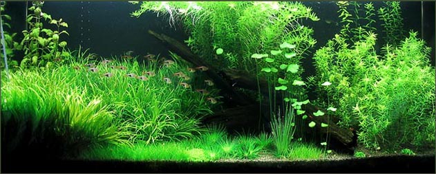 The Key To A Successful Planted Fish Tank Aquarium