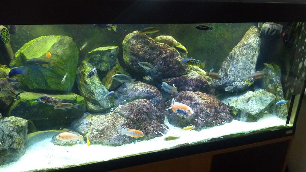 freshwater aquarium rock best