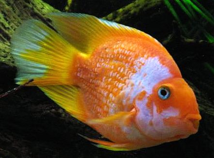 How do you breed tropical fish?