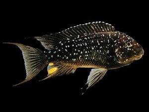 dave tropical fish site