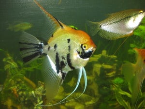 koi angelfish pterophyllum scalare