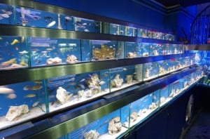Aquatic Design Centre Fish Store Review | Tropical Fish Site