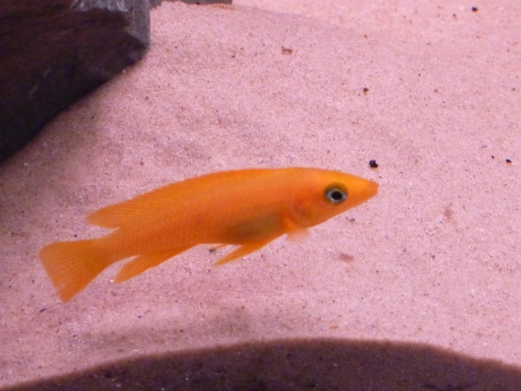 frontosa and tanganyika large