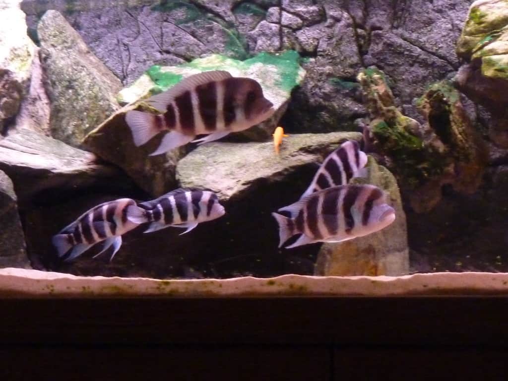 frontosa and tanganyika large