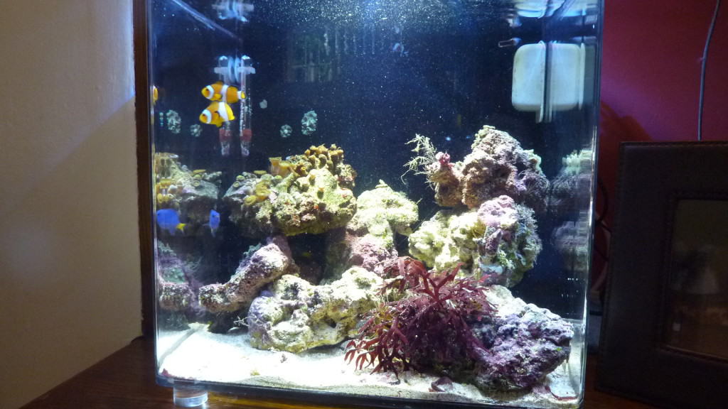 marine nano aquarium 1000