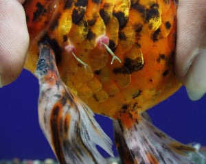 common tropical fish diseases