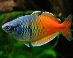 tropical fish site profiles
