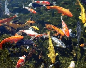history-fish-keeping-1