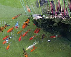 history-fish-keeping-2