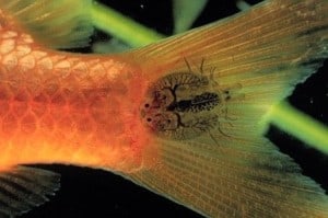 lice fish disease tropical