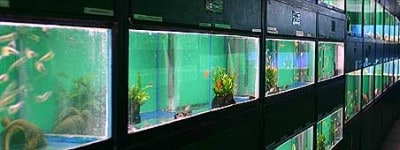 Wildwoods Water Garden Centre Fish Store Review | Tropical Fish Site