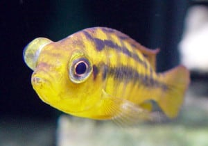 pop eye fish disease