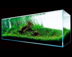 the green machine fish store review tropical fish site