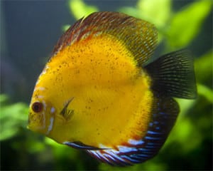 Yellow Marlboro Discus – Symphysodon Aequifaciatus sp. | Tropical Fish Site