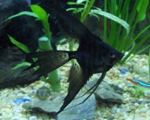 black veil angelfish pterophyllum