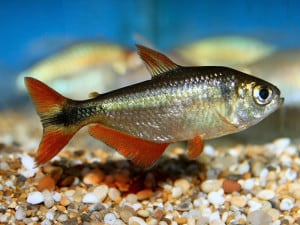 Buenos Aires Tetra – Hemigrammus Caudovittatus | Tropical Fish Site