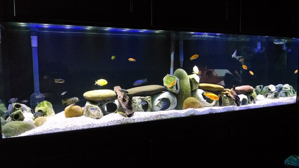 Mundo Mbuna 1024x576