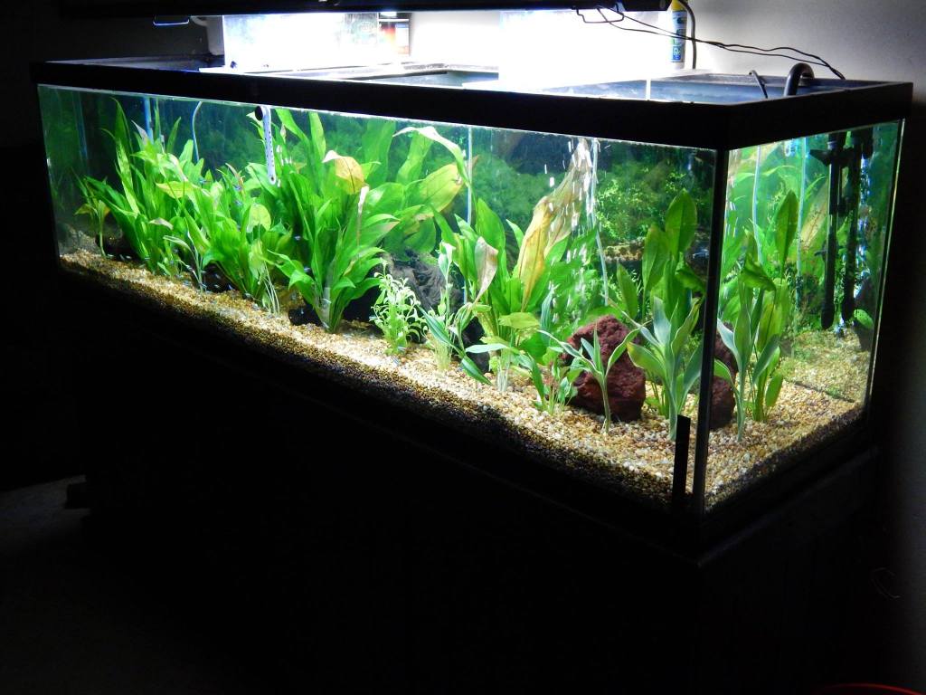 125 Gallon Planted Aquarium Tropical Fish Site