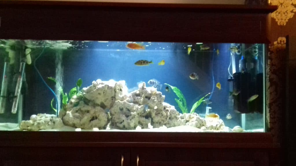 Mixed African Cichlid Tank 250L Tropical Fish Site