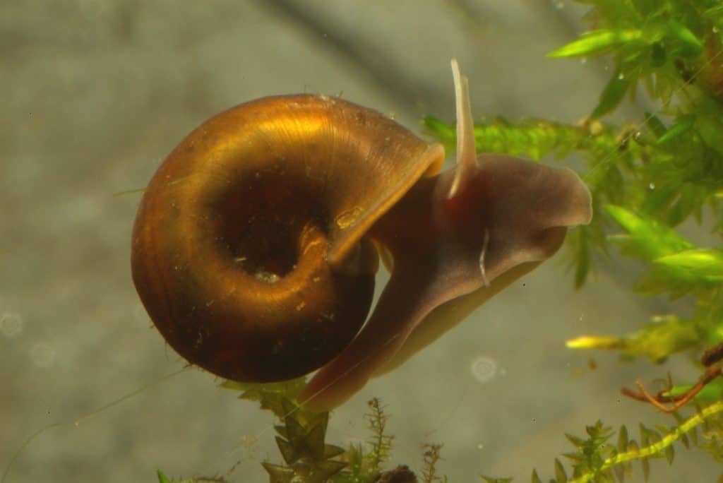 Blue Rams Horn Snail Size And Diet