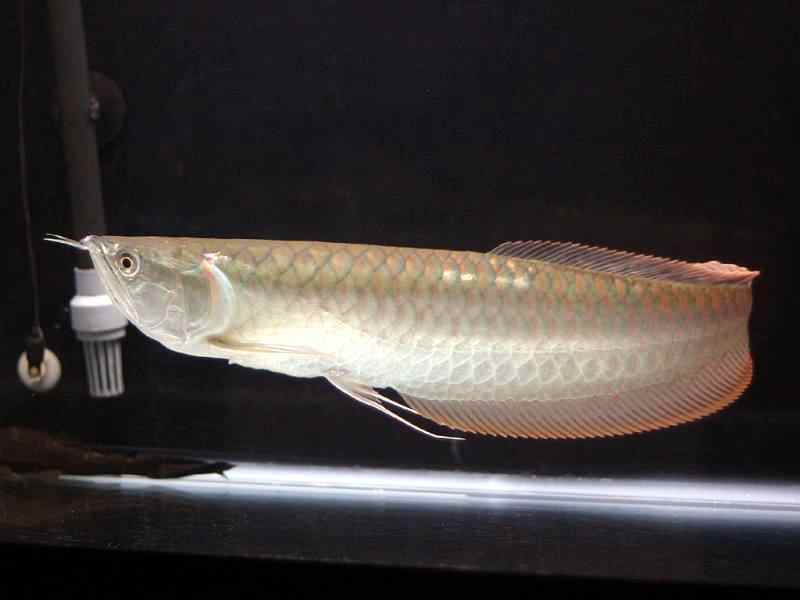 Silver Arowana  Osteoglossum Bicirrhosum  Tropical Fish Site