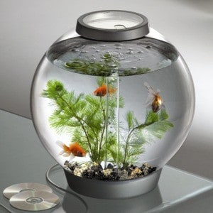 Biorb 30 litre tank - recommended for Goldfish