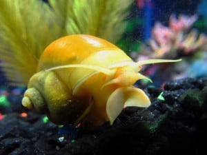 golden-apple-snail