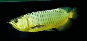  Green  Asian Arowana  Scleropages Formosus Tropical Fish  