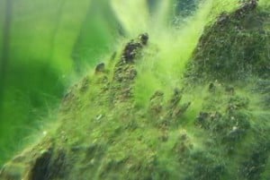 Green Hair Algae
